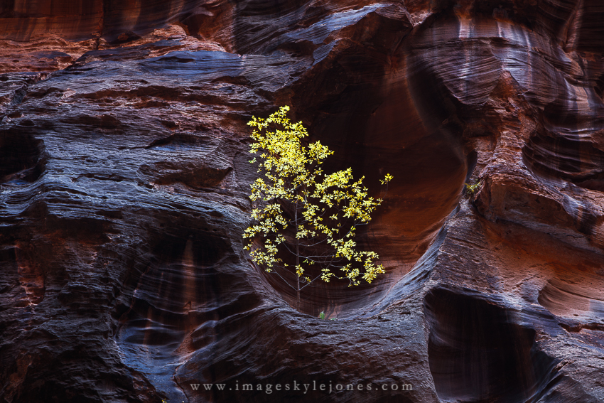 6858 Tree in the Rock_850.jpg