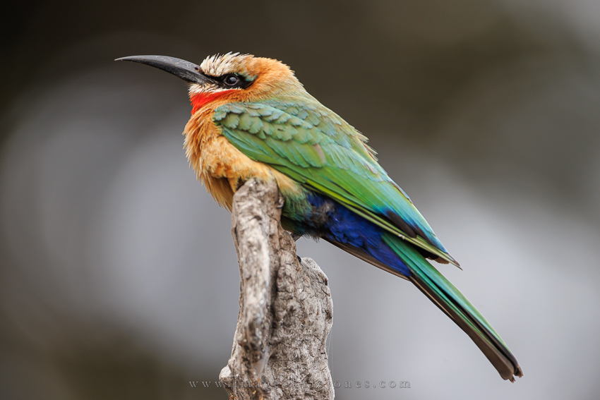 7067 White-Fronted Bee-Eater_850.jpg