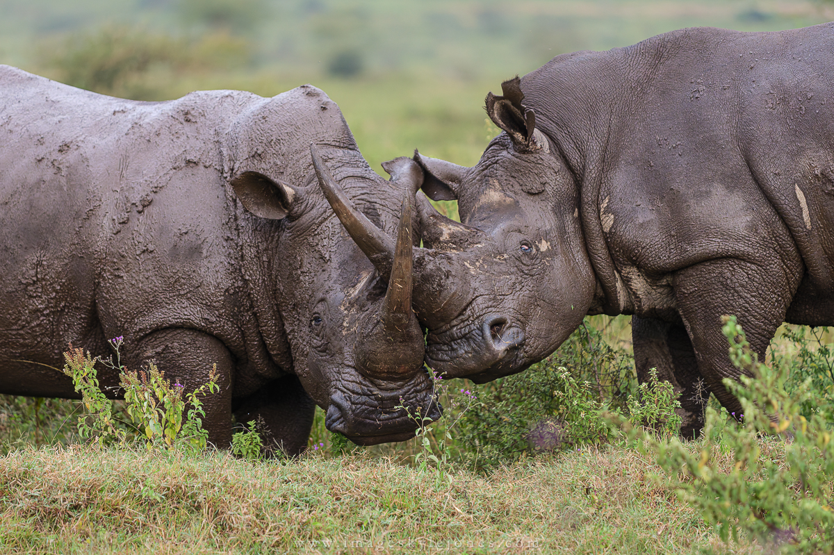 7312 Rhino Mud Wrestling_1200.jpg
