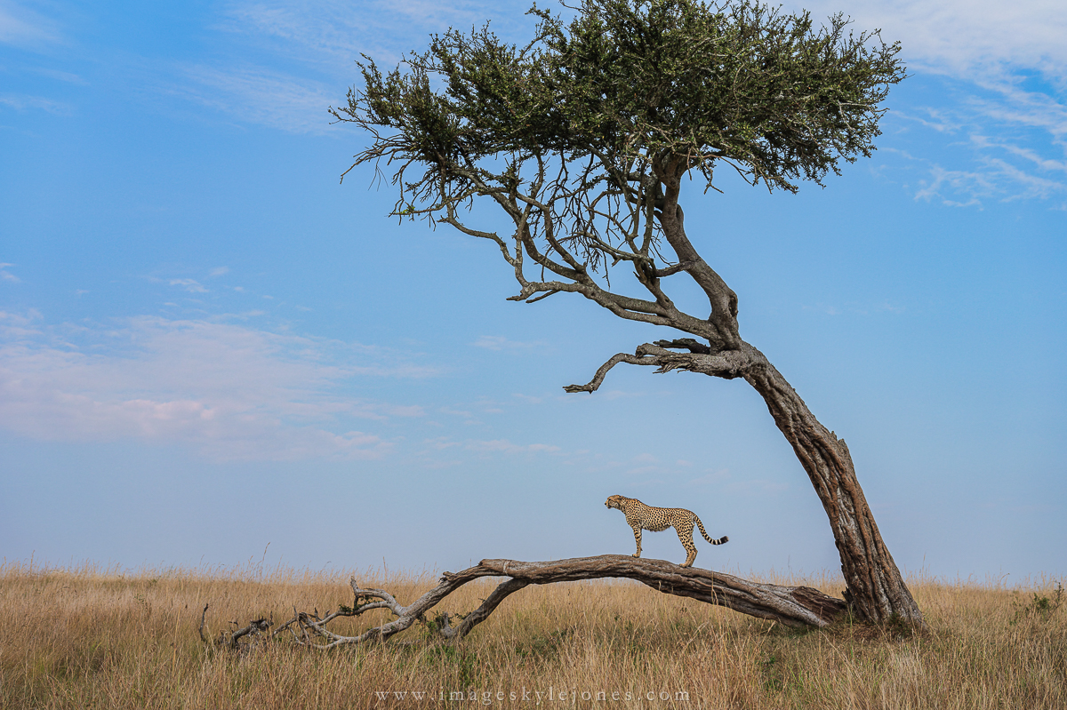 7482 Cheetah and Tree_1200.jpg