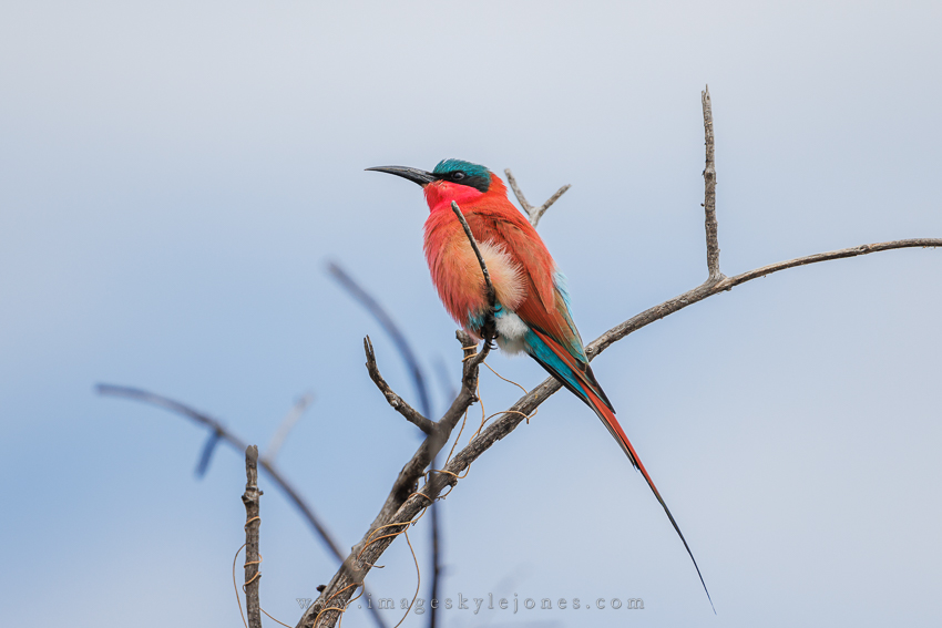 7689 Carmine Bee-Eater_850.jpg