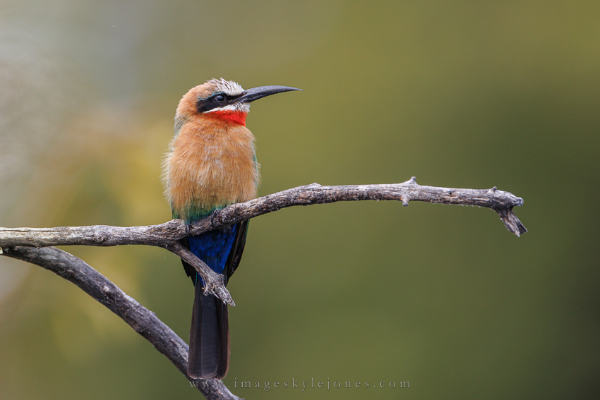 7697 White-Fronted Bee-Eater_850.jpg