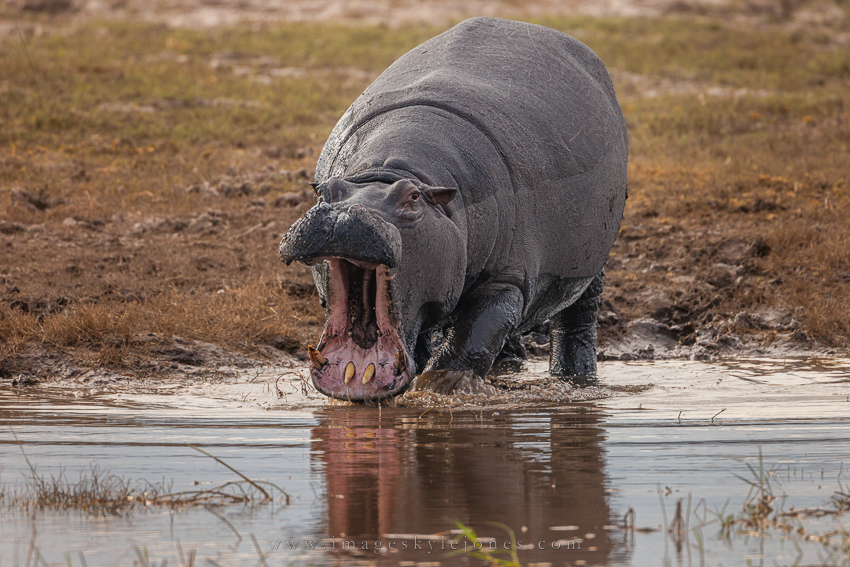 7828 Hippo Into the River_850.jpg