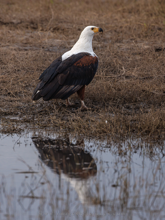 7891 Eagle Reflections_850.jpg