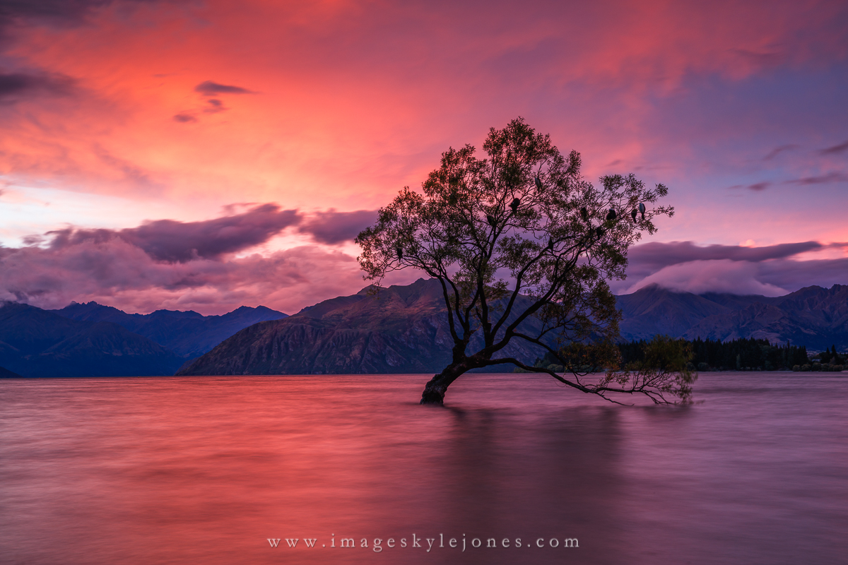 7941 Wanaka Tree Twilight_1200.jpg