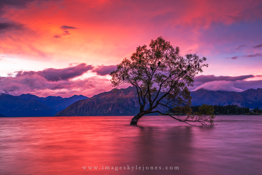 7941 Wanaka Tree Twilight_850.jpg