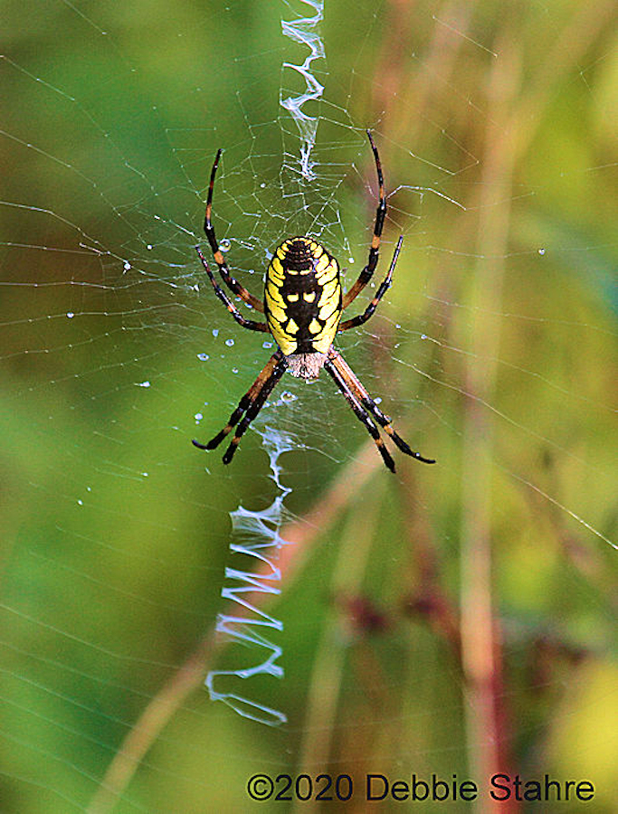 7D--8-22-20-27GSpider.jpg