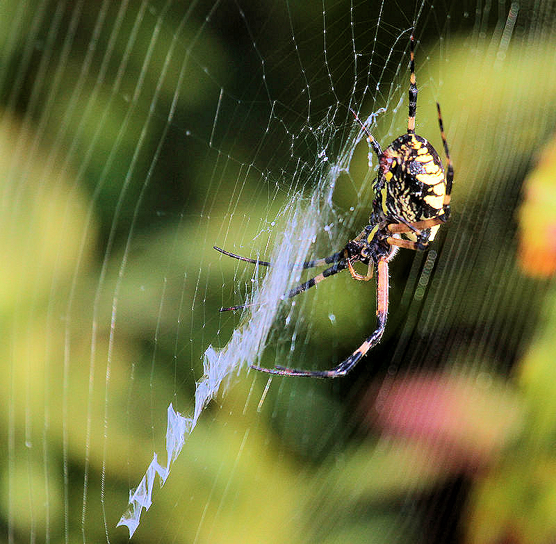 7D--8-22-20-32GSpider.jpg