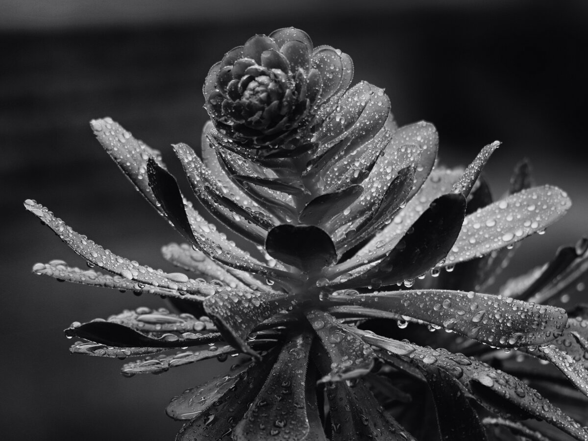 7D2_1639_240110w.jpg