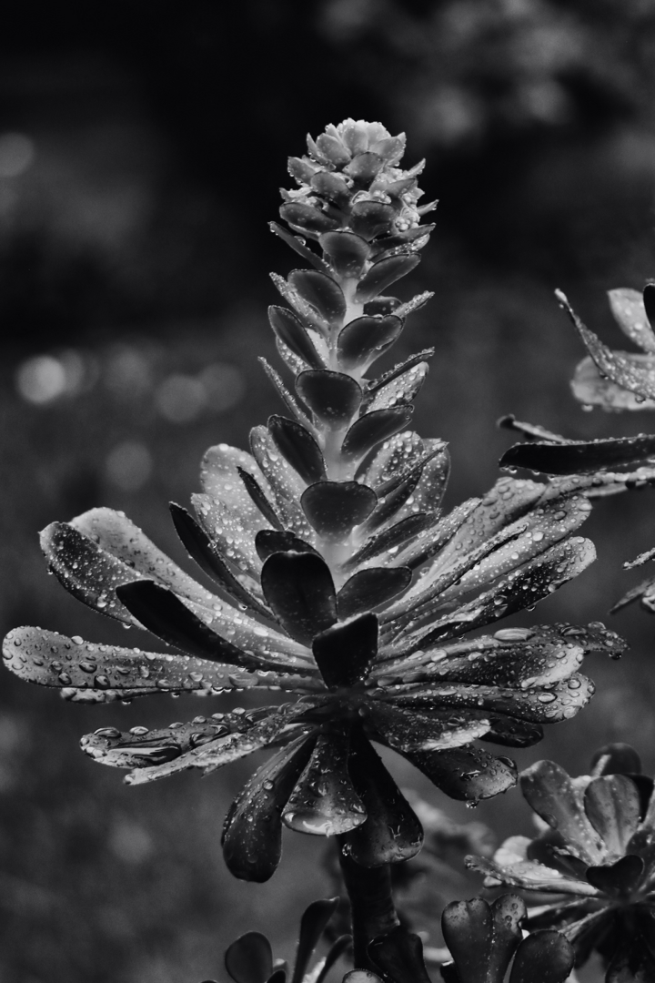 7D2_1649_240110_SE1w.jpg