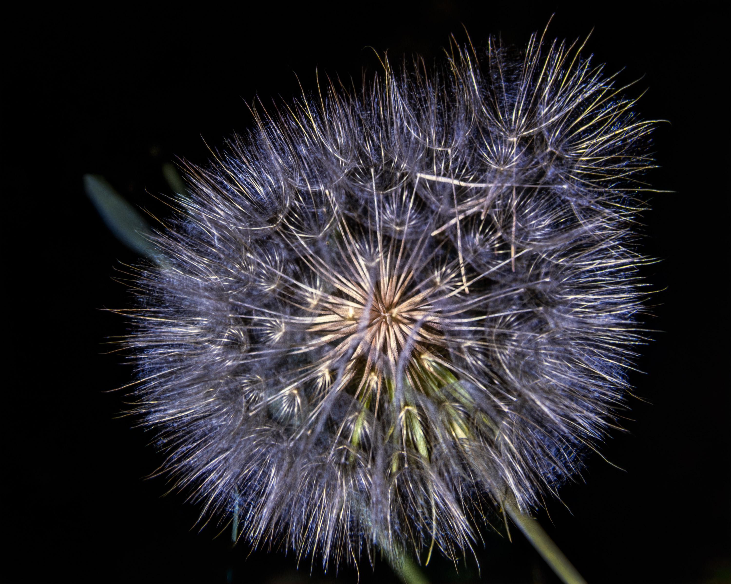 82 jul k25 goatsbeard salsify 220212-27602-R5.jpg