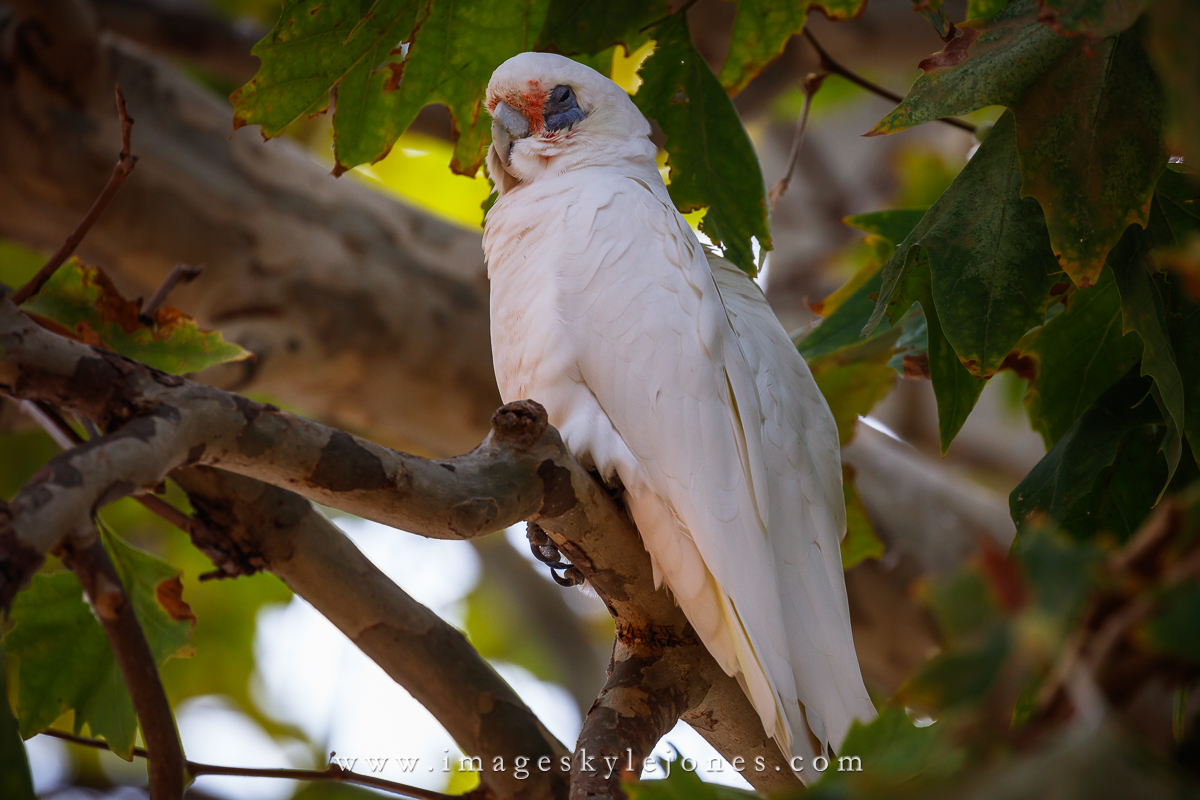 8443 Long-Billed Corella_1200.jpg