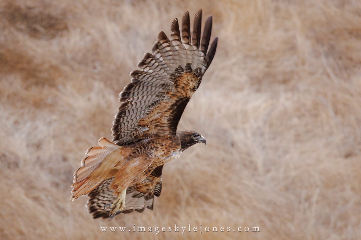 8874 Hawk Flight_1200.jpg