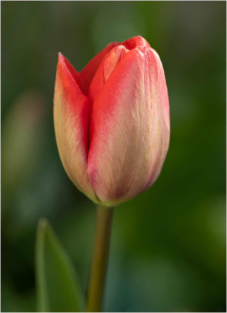 8954 8956 8957 merged copy 1200 wide.png