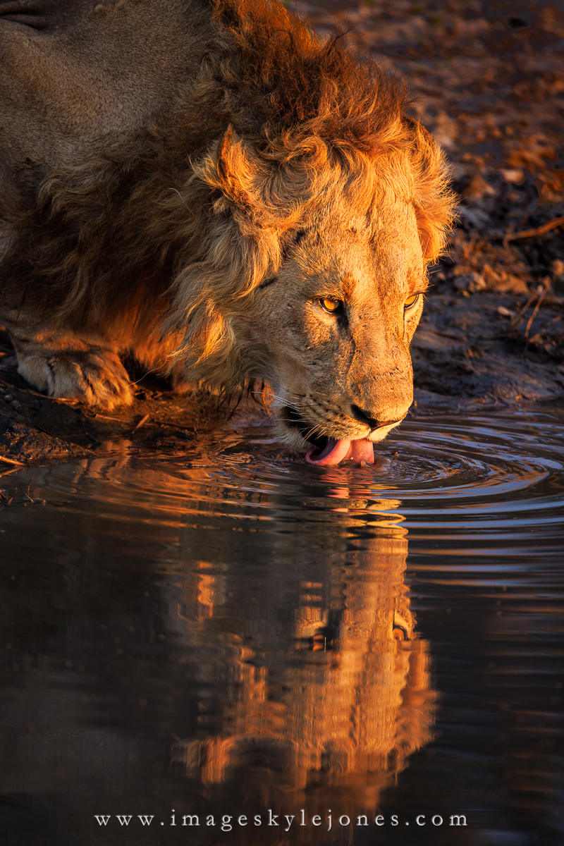 9039 Lion Reflected_1200.jpg