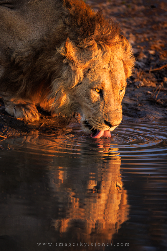 9039 Lion Reflected_850.jpg