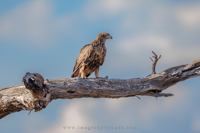 9315 Tawny Eagle_850.jpg