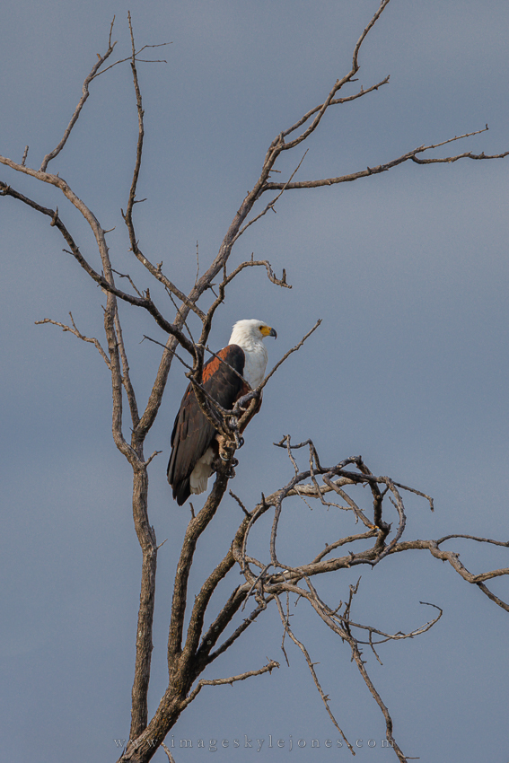 9608 African Fish Eagle Tree_850.jpg