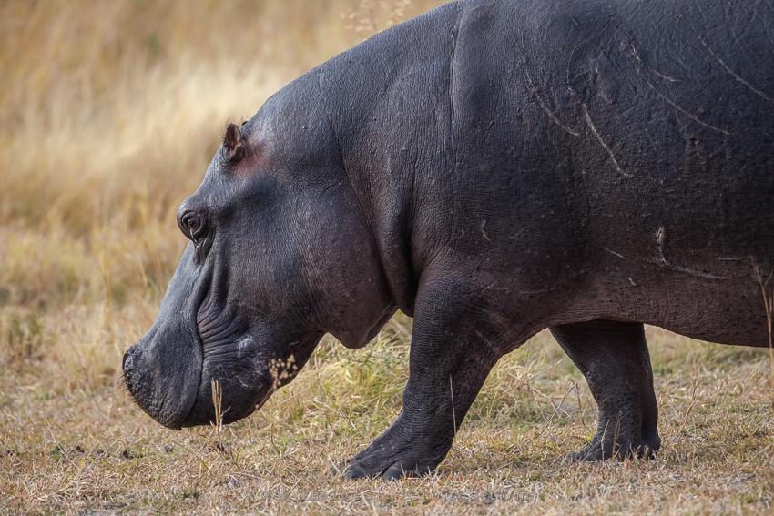 9635 Hippo Profile_850.jpg