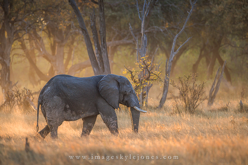 9858 Sunset Elephant_850.jpg
