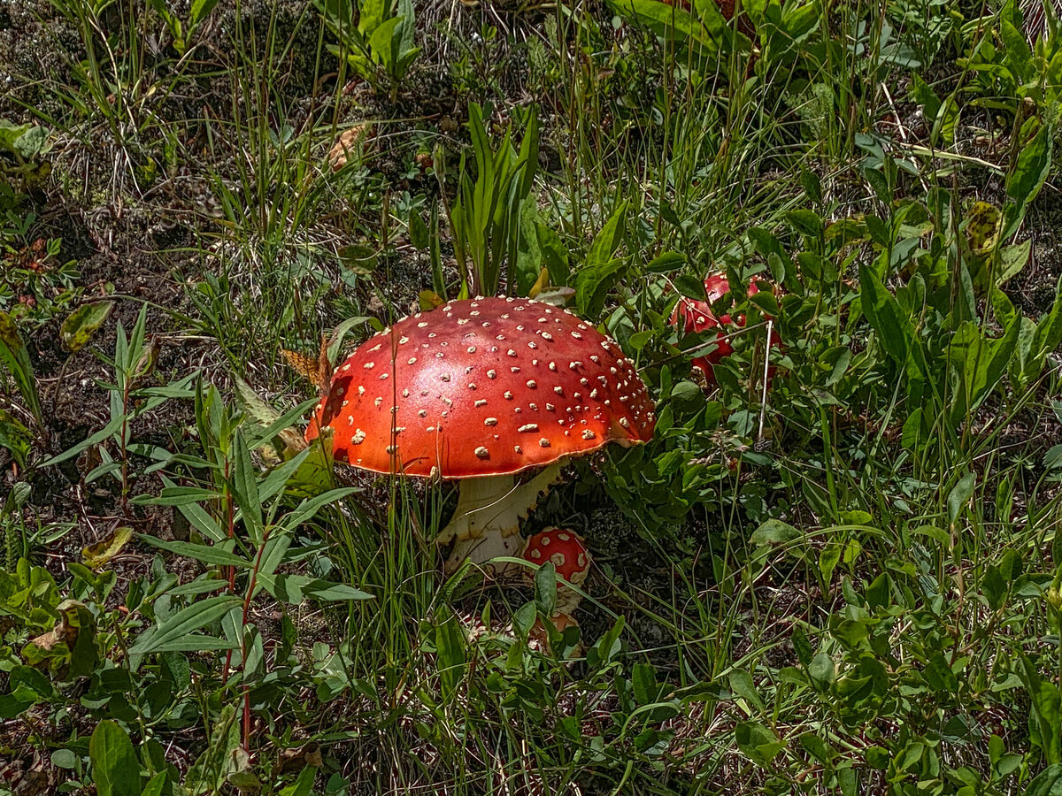9D335757-5901-405C-A374-B73CC845514C.jpeg