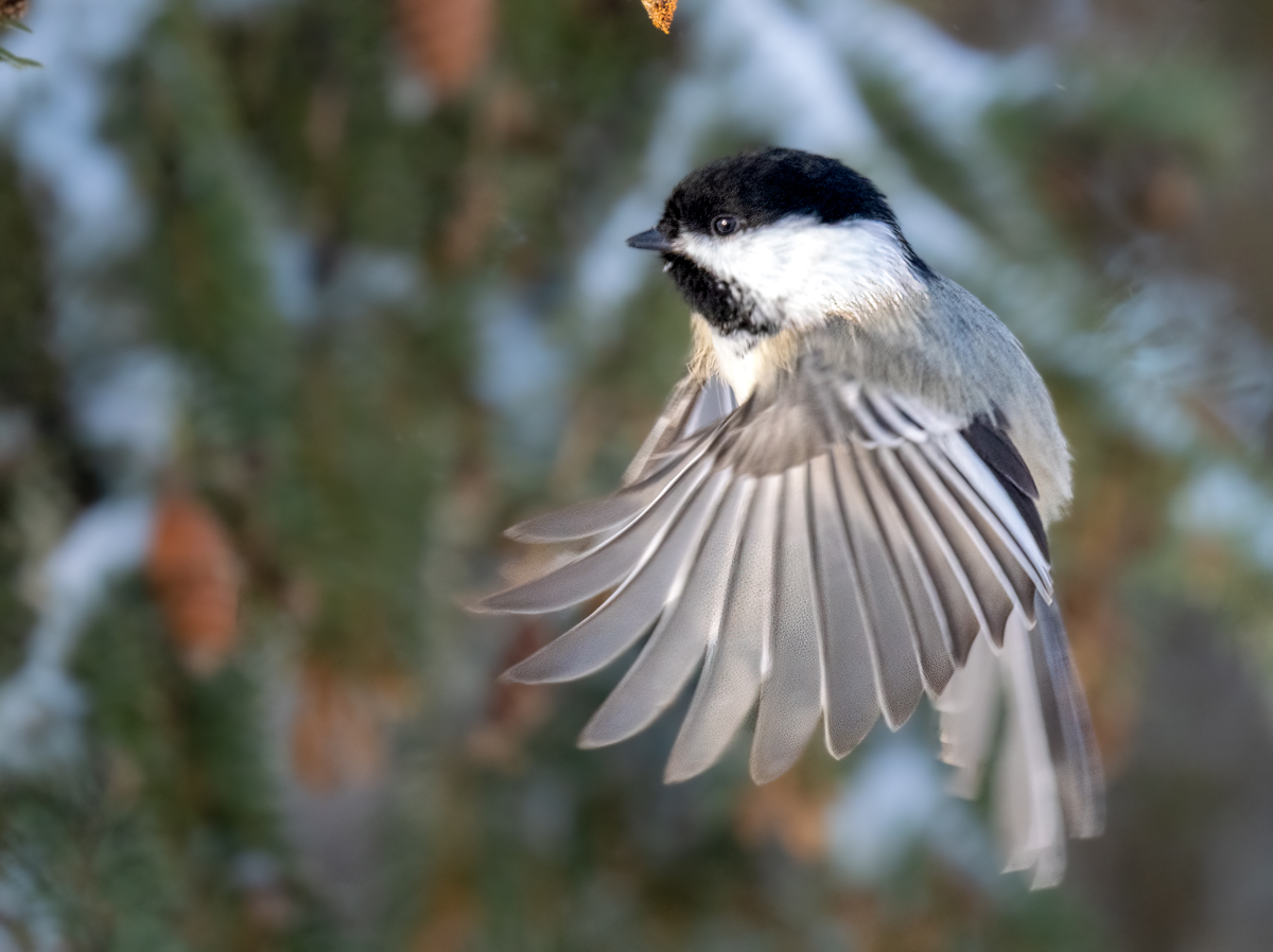 _1010206-Edit.jpg