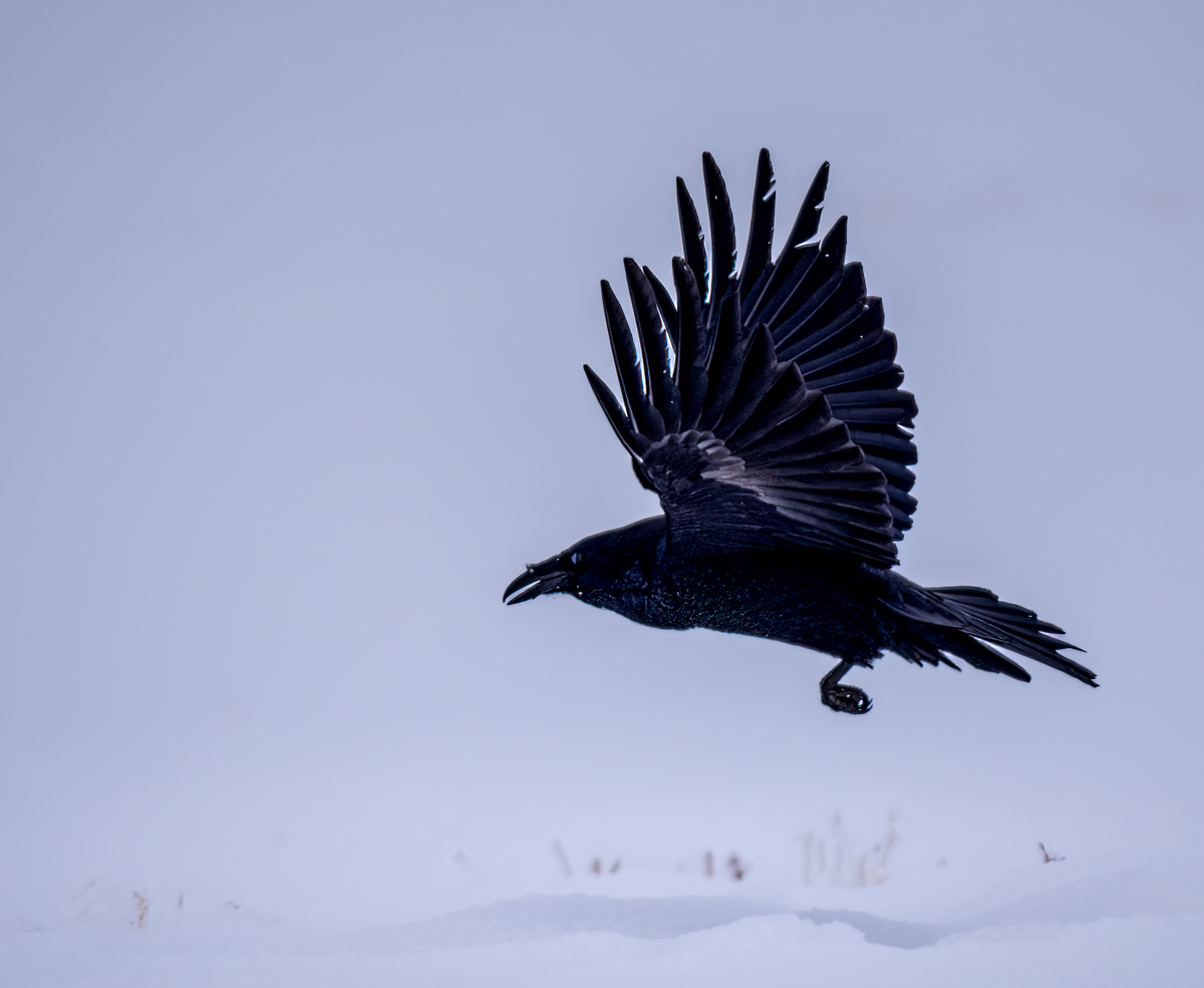 _1110354-Edit.jpg