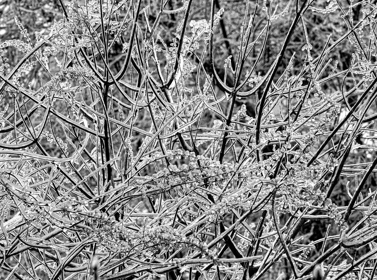 _2150270-Edit-Edit FW.jpg