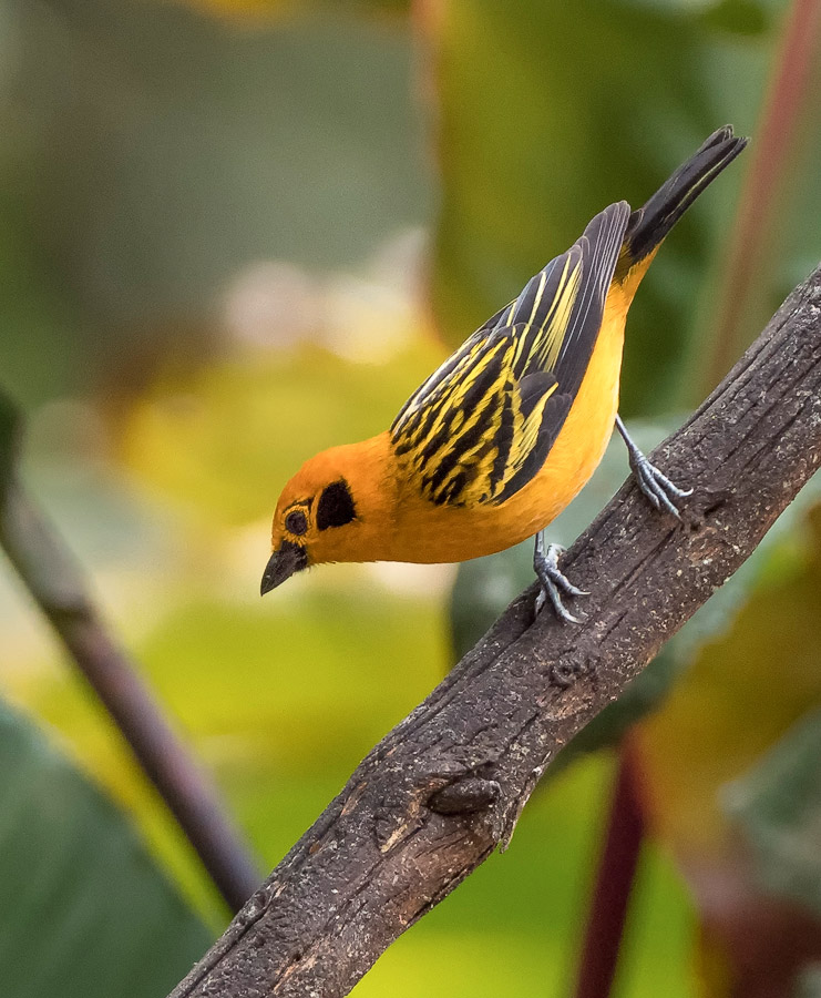 _3030550-Golden Tanager FW.jpg