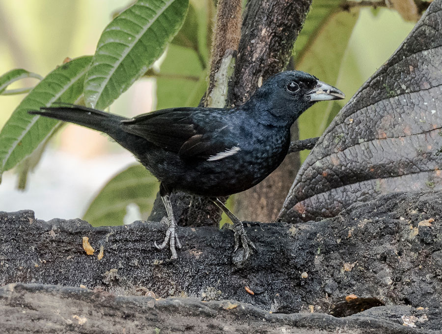 _3041085 White-lined Tanager FW.jpg