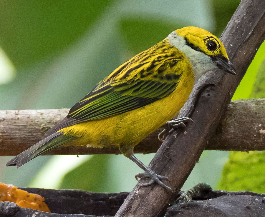 _3041476 Silver-throated Tanager FW.jpg