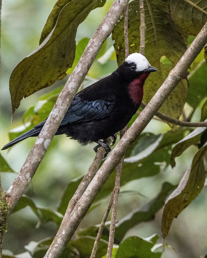 _3101480 White-capped Tanager FW.jpg