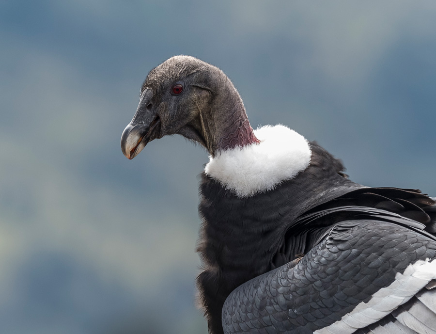 _3150769 Condor Mugshot FW.jpg