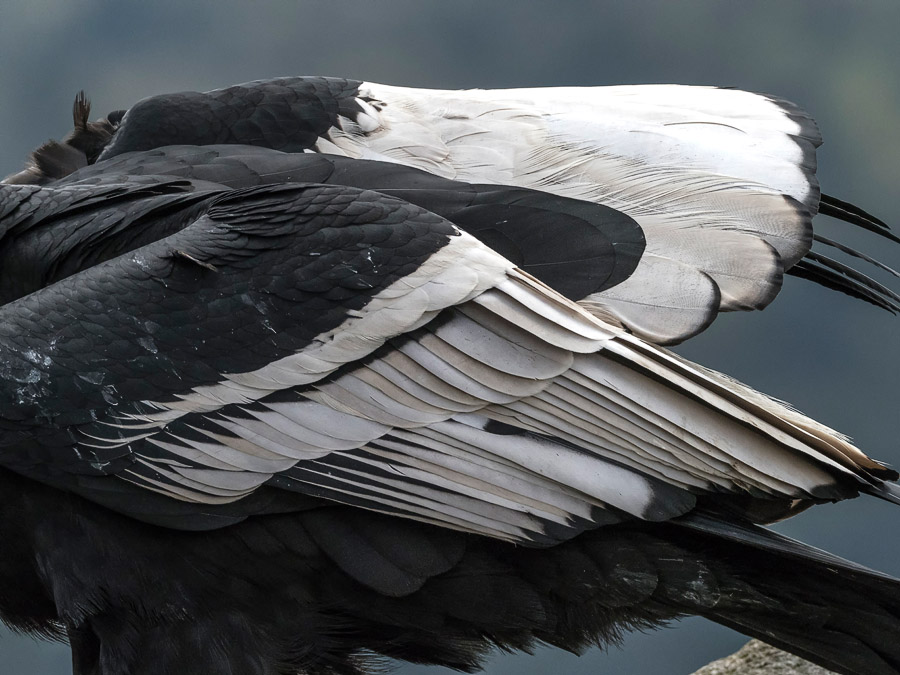 _3150773-andean Condor Plummage FW.jpg
