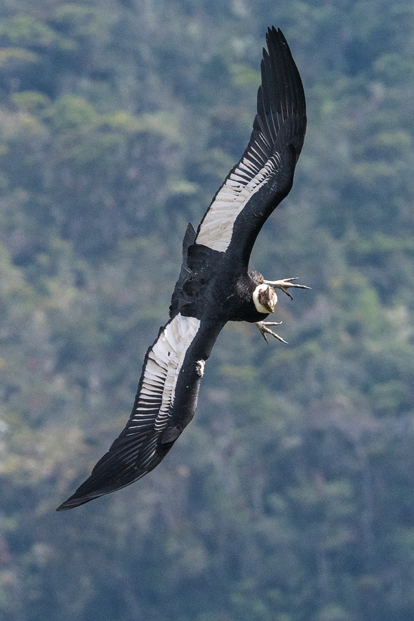 _3150792-Condor IF FW.jpg