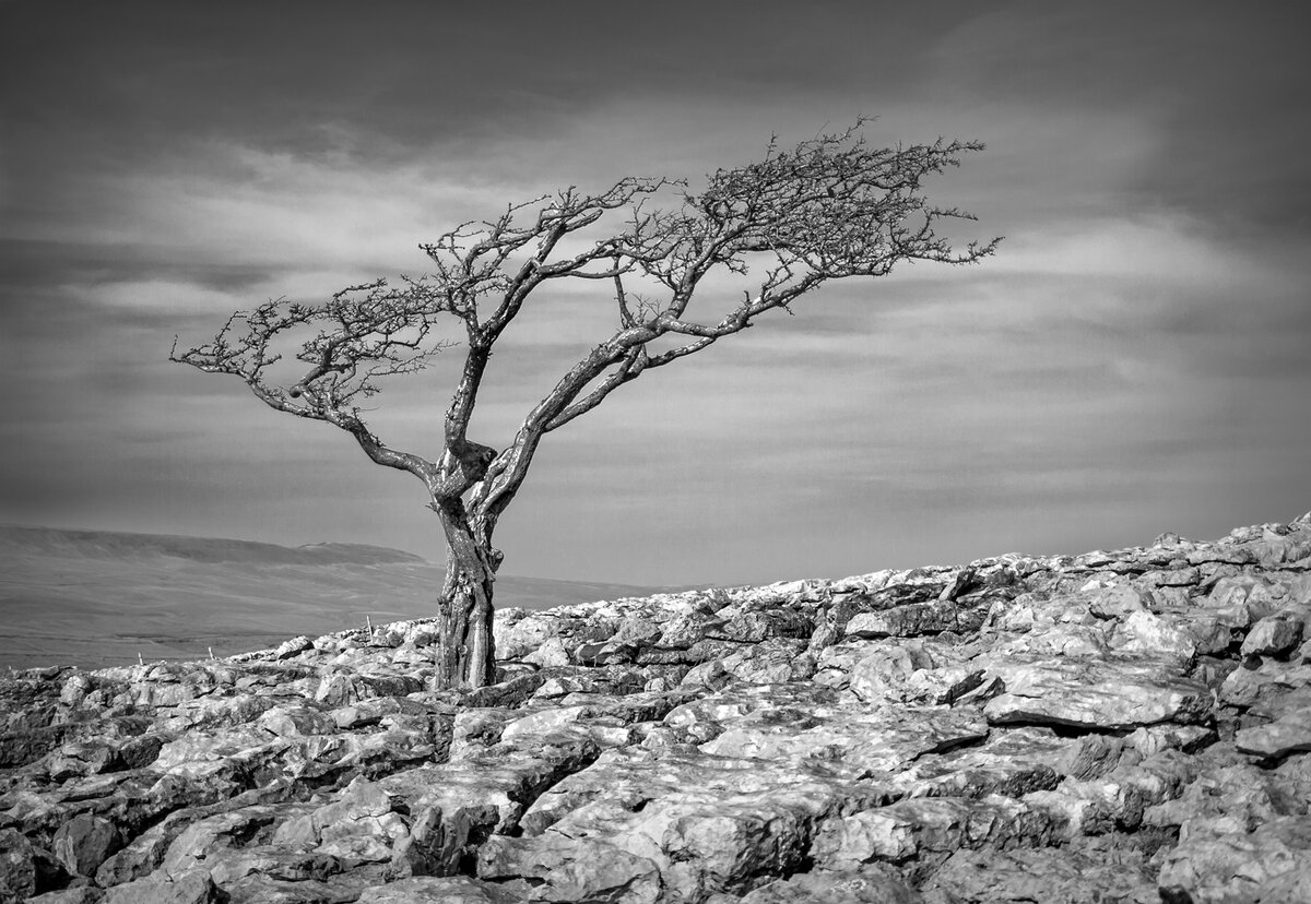_3297473-Edit 2 copy old.jpg