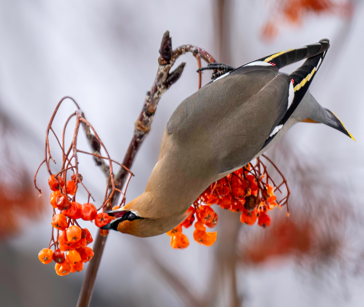 _4030013-Edit.jpg