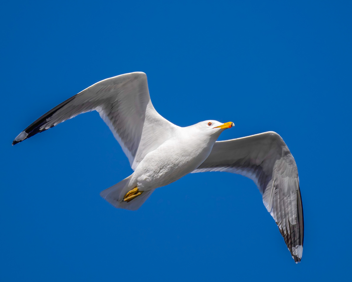 _4070233-Edit.jpg
