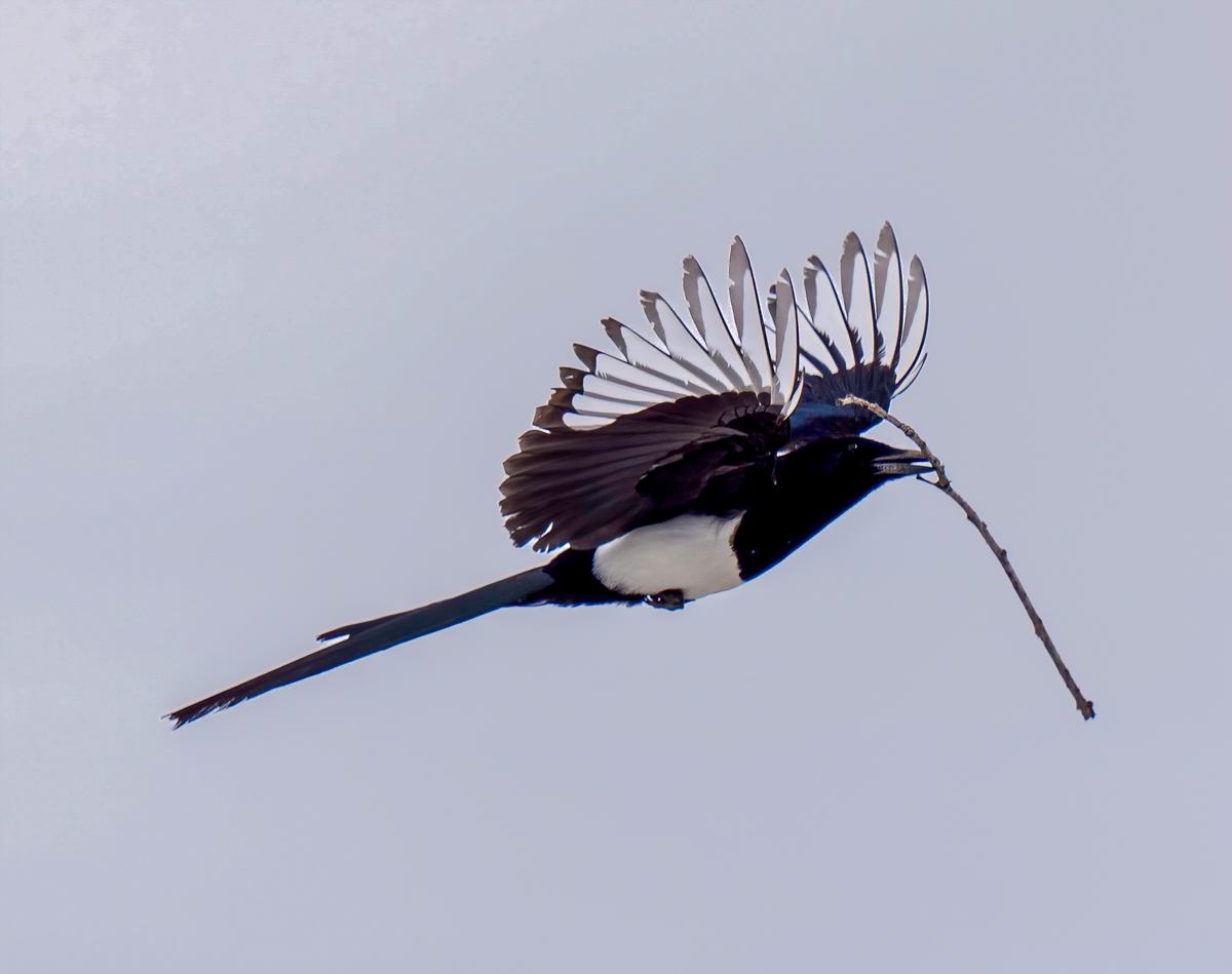 _4080046-Edit.jpg
