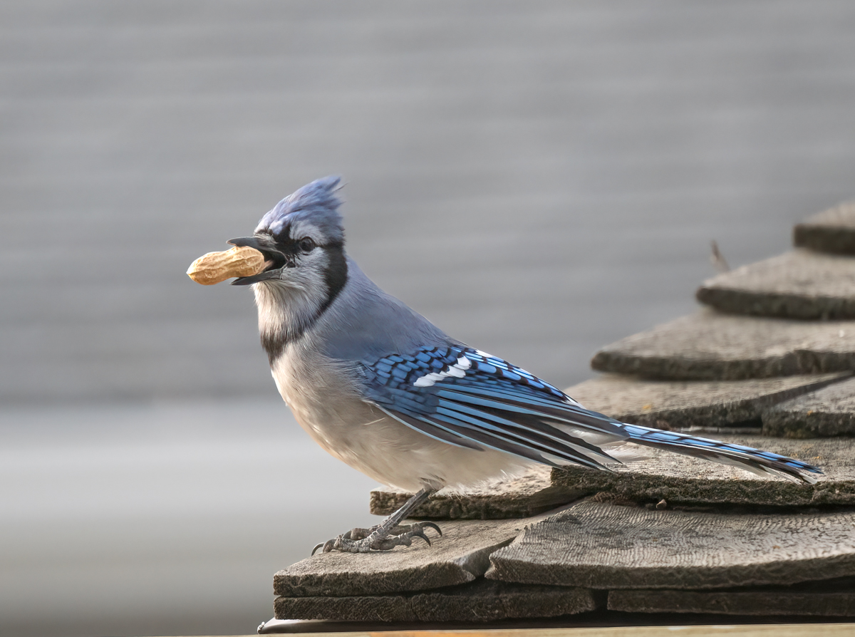 _4160245-Edit.jpg