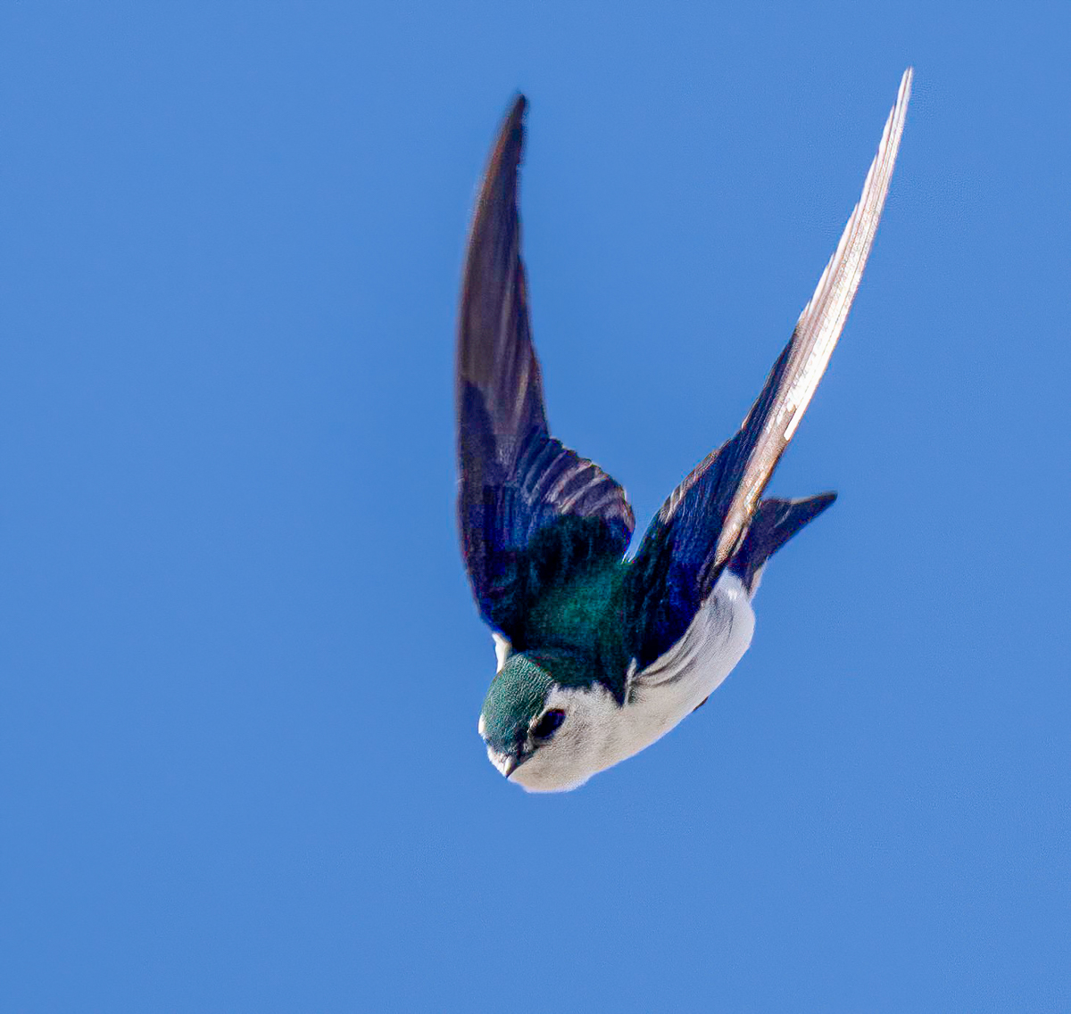_4181523-Edit.jpg