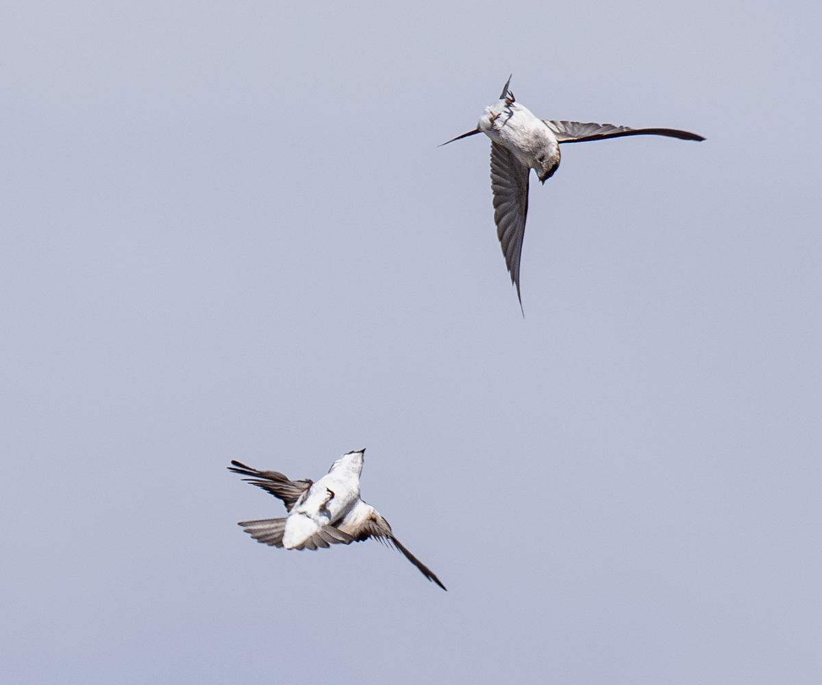 _4181556.jpg