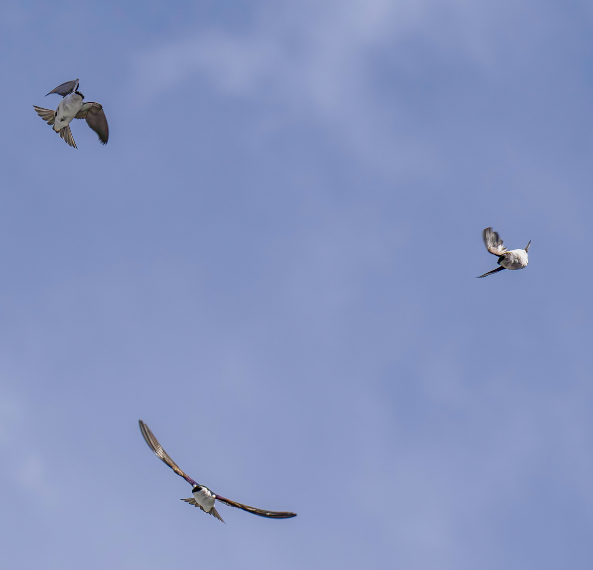 _4181560-Edit.jpg