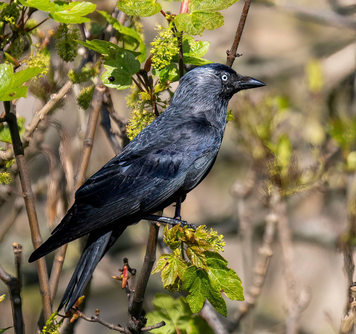 _5110006-Edit.jpg