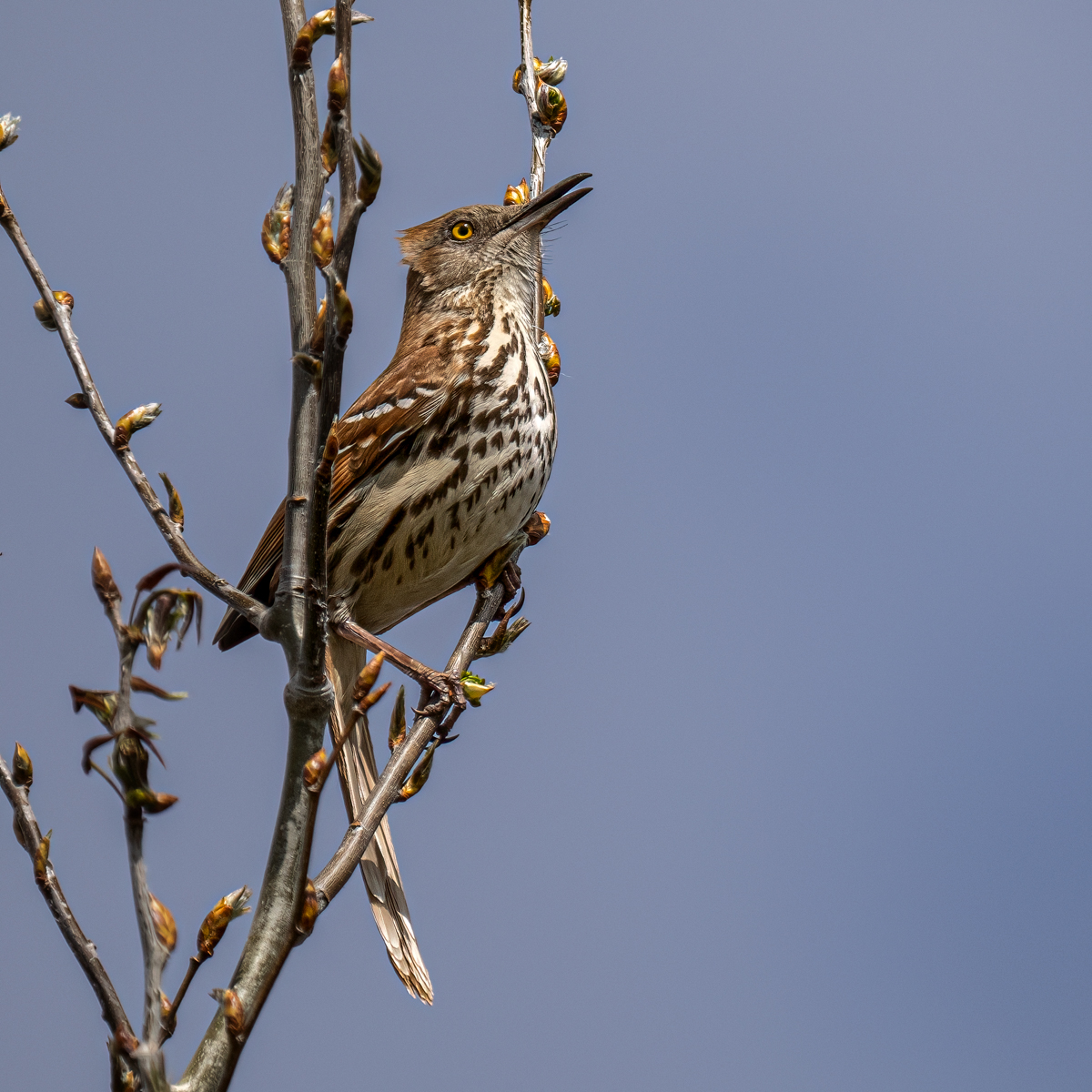 _5200594-Edit.jpg