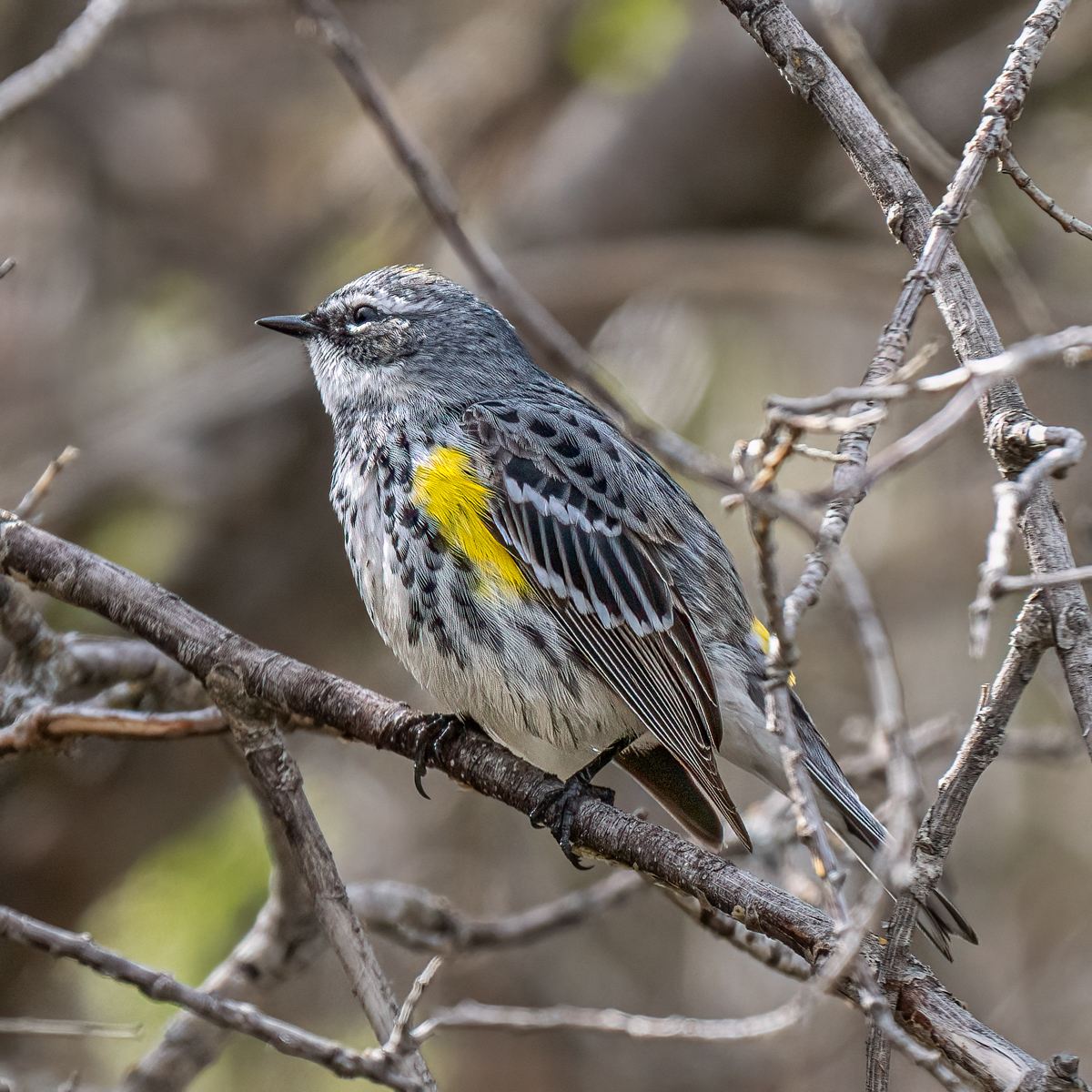 _5200680-Edit.jpg