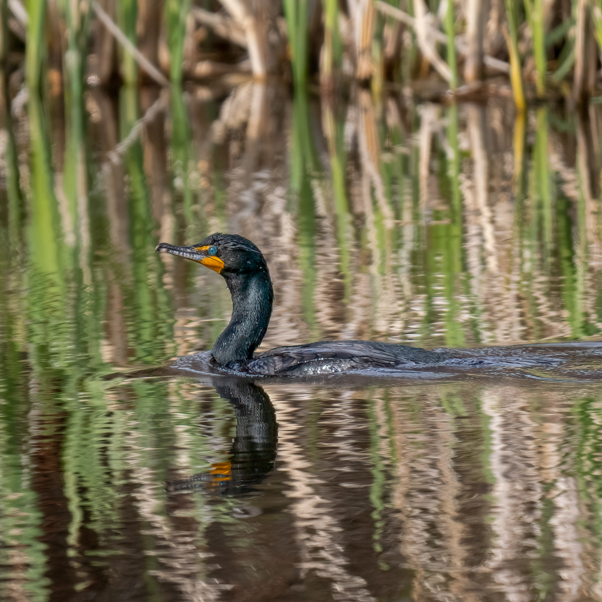 _5200949-Edit.jpg