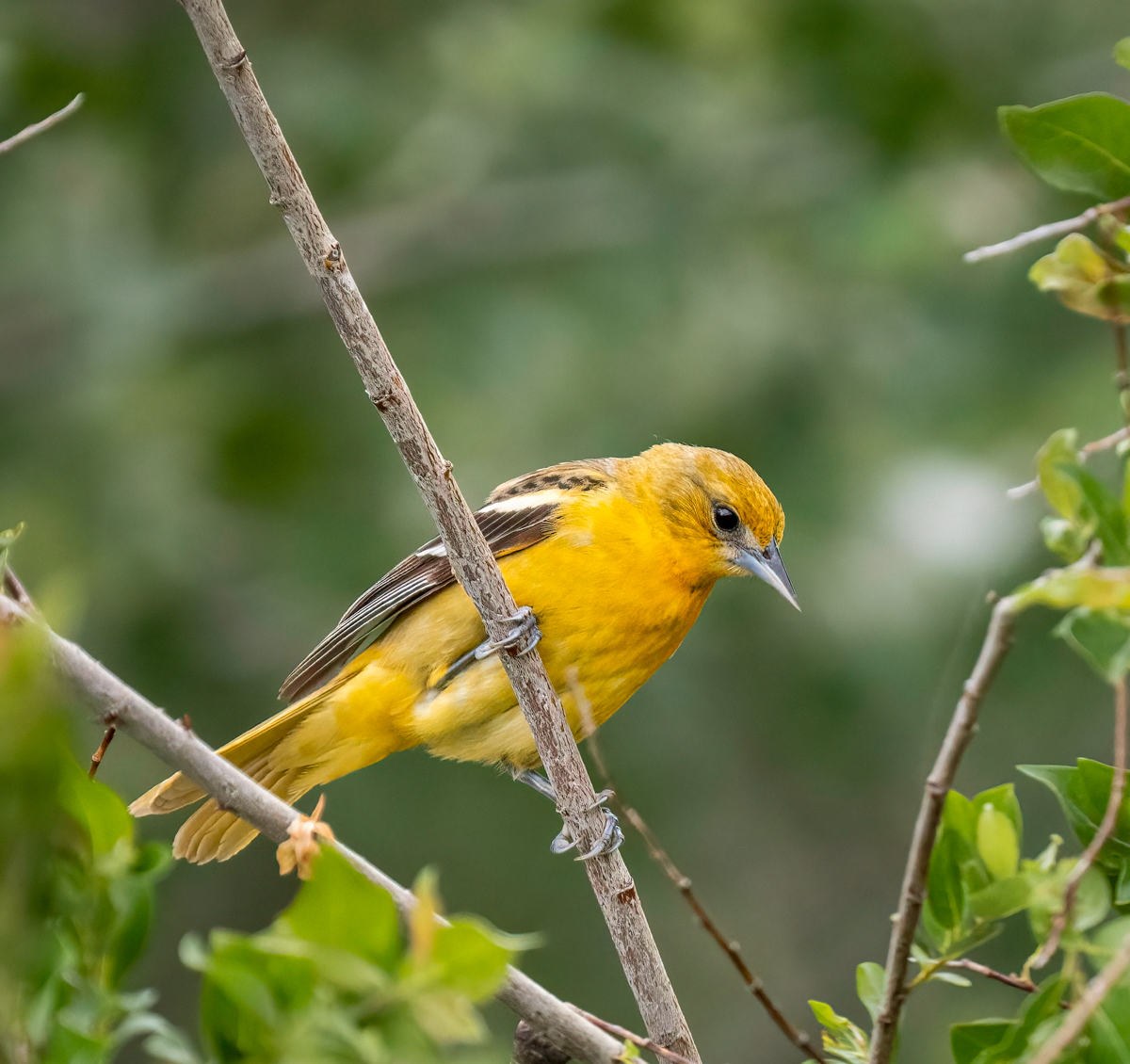 _6162200-Edit.jpg