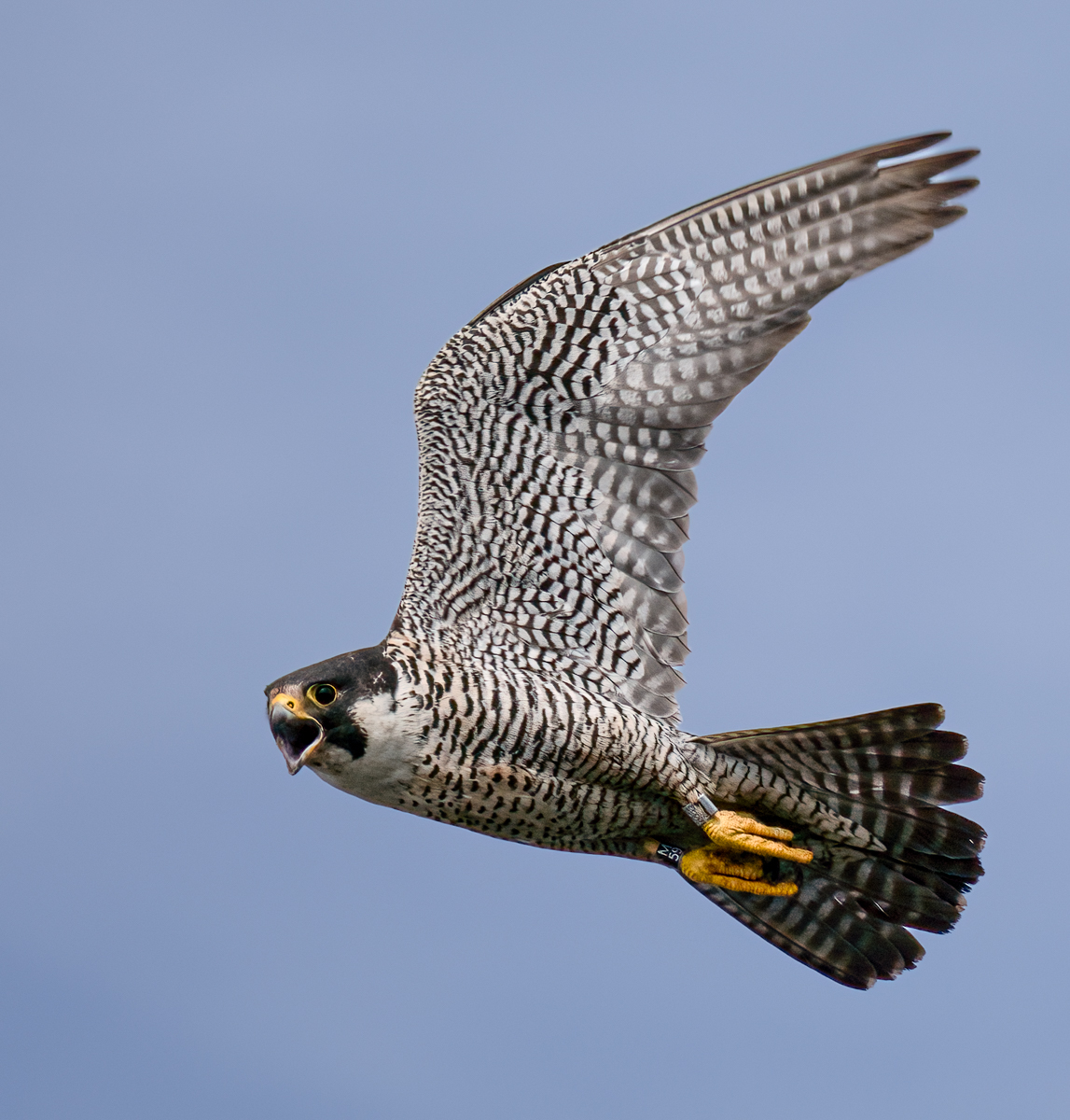 _6280253-Edit.jpg
