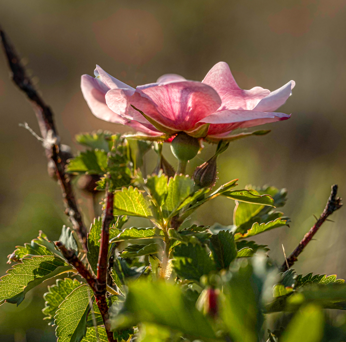 _7110889-Edit-Edit.jpg